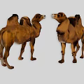 Two Bactrian Camels Standing Face To Face On Gray Background