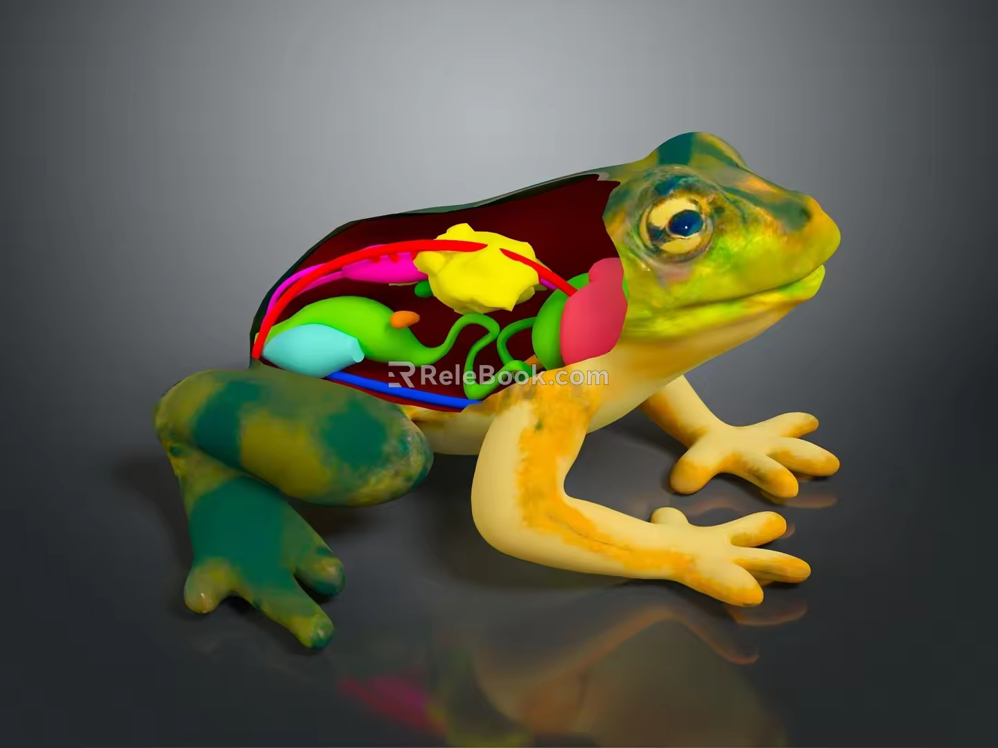 Frog Poison Frog Game Frog Reptile Cold Blooded Animal Reptile 3d model