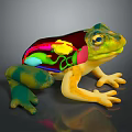 Frog Poison Frog Game Frog Reptile Cold Blooded Animal Reptile 3d model