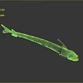 Deep Sea Fish With Long Slender Body Sharp Teeth And Dark Coloration 3d model