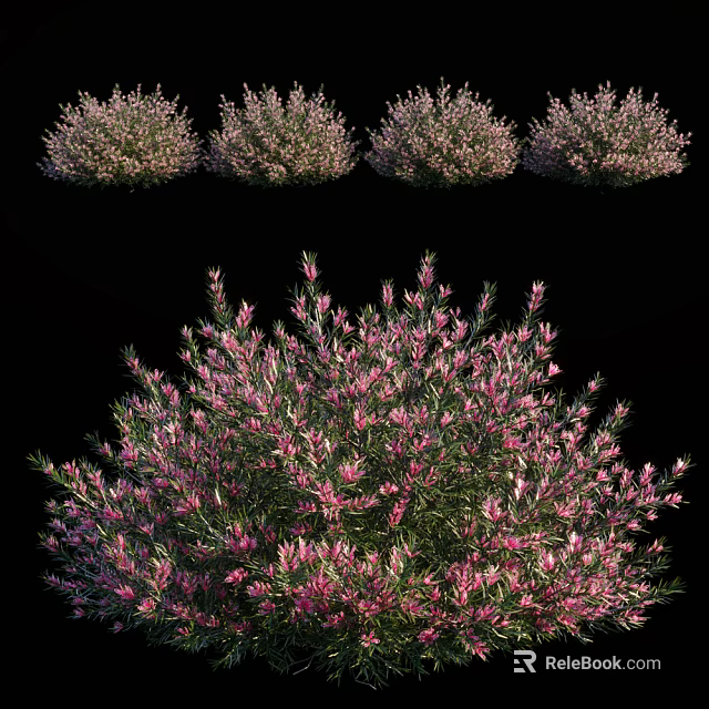 Ornamental Shrub with Pink Flowers and Evergreen Foliage for Garden Landscaping 3d model 