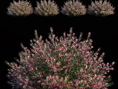 Ornamental Shrub with Pink Flowers and Evergreen Foliage for Garden Landscaping 3d model