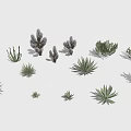 Various Types of Cactus and Succulent Plants With Different Sizes Shapes and Textures