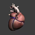 Game and Movie Character 3D Heart Model with Anatomical Vessels and Aorta Structure