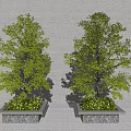 Two Lush Green Trees Planted in Square Stone Planters Against White Wall