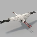 Flying White Stork With White Feathers Black Wing Tips And Red Legs In Gray Sky