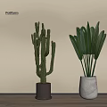 Potted Cactus And Broadleaf Plant In Gray White Pots Against Beige Wall On Wooden Floor