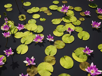 Beautiful Vibrant Aquatic Plants With Purple Water Lilies And Green Floating Lotus Leaves On Water 3d model