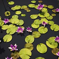 Beautiful Vibrant Aquatic Plants With Purple Water Lilies And Green Floating Lotus Leaves On Water