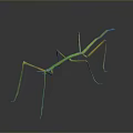 Green and Yellow Praying Mantis With Long Legs on Gray Background