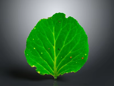 Fresh Green Leaf With Clear Veins On Grey Background Showing Natural Details And Moisture Spots 3d model