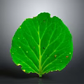 Fresh Green Leaf With Clear Veins On Grey Background Showing Natural Details And Moisture Spots