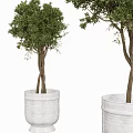 Indoor Outdoor Bonsai Potted Trees With Multiple Trunks Green Foliage And White Pots