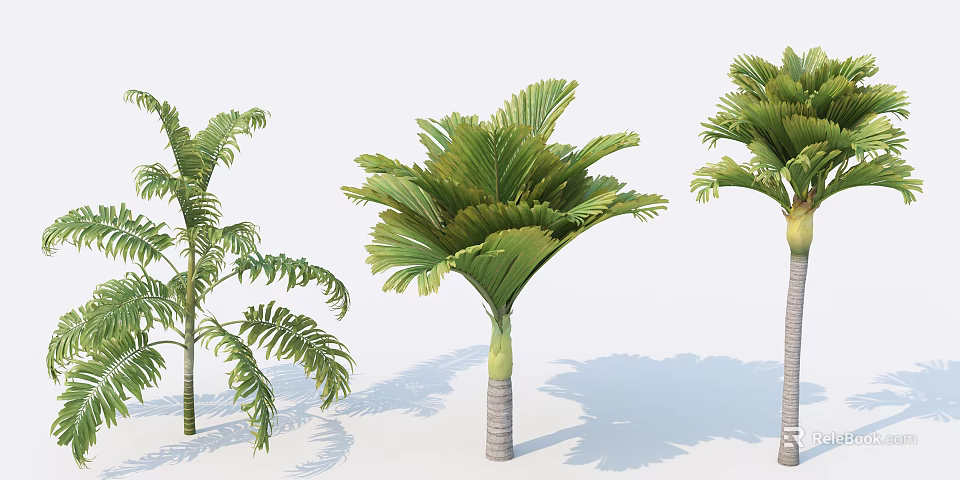 Tropical Palm Trees With Green Fronds And Textured Trunks In Sunlight 3d model 