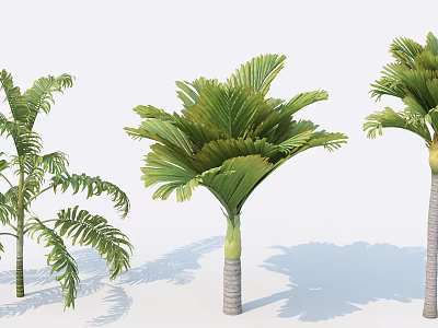 Tropical Palm Trees With Green Fronds And Textured Trunks In Sunlight 3d model
