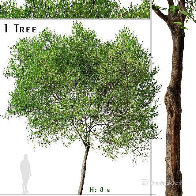 Lush Green Garden Tree With Thick Trunk As Decorative Element 3d model 