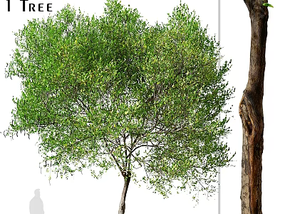 Lush Green Garden Tree With Thick Trunk As Decorative Element 3d model