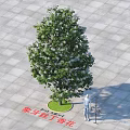 Lush Green Arbor with Ivory Orchid Lilac Flowers on Square Paved Ground Lawn