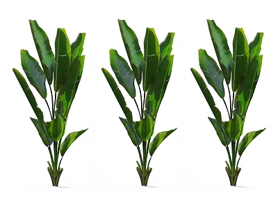 Three Green Leafy Plants With Large Leaves And Sturdy Green Stems 3d model