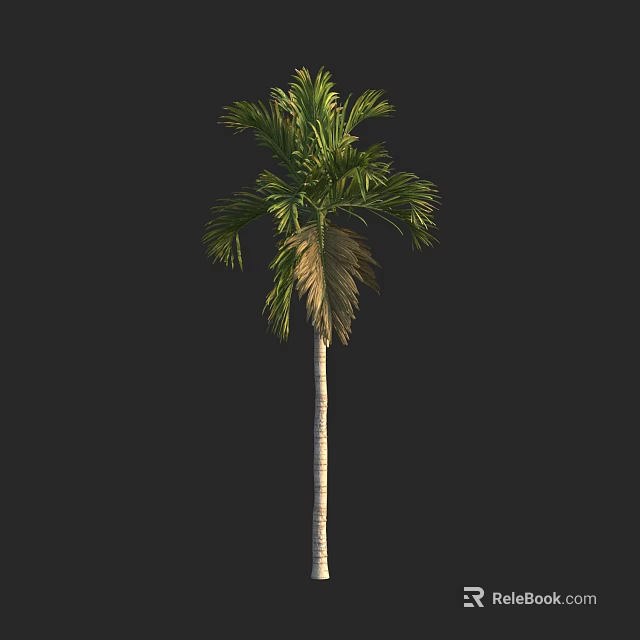 Tall Slender Palm Tree With Green Fronds And Straight Trunk Against Dark Background 3d model 
