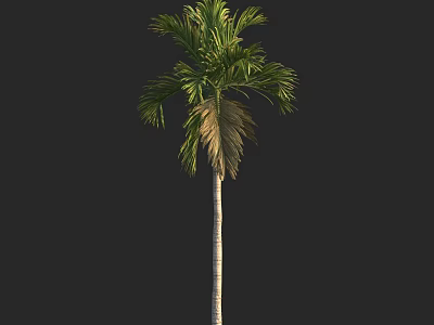 Tall Slender Palm Tree With Green Fronds And Straight Trunk Against Dark Background 3d model