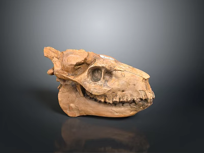 Animal Skull Paleontological Fossil Specimen Skull Anatomy Surreal Style Realism 3d model