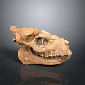 Medical Device Anatomical Skull Model Used For Medical Education And Training