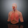 Medical Device Educational Human Anatomy Model Showing Internal Respiratory Digestive Organs 3d model