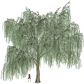 Tall Weeping Willow Tree with Long Hanging Branches Green Leaves and Small Figure