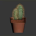 Green Cactus Plant In Orange Textured Pot Against Dark Background