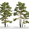Big tree pine 3d model