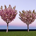 Two Flowering Trees with Pink Blossoms Standing on Green Grass under Blue Sky