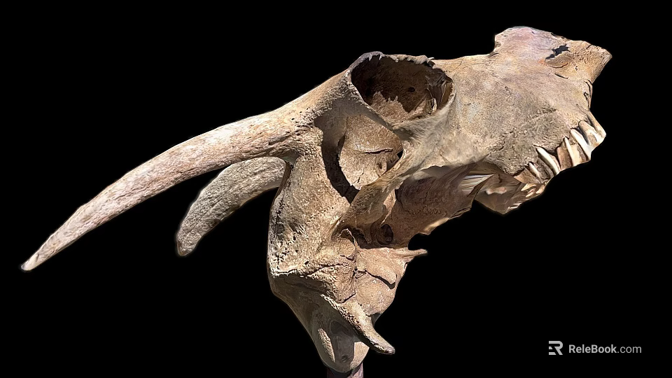 Ancient Dinosaur Skull Fossil With Large Horns And Sharp Teeth Structure 3d model 