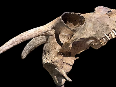Ancient Dinosaur Skull Fossil With Large Horns And Sharp Teeth Structure 3d model