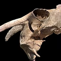 Ancient Dinosaur Skull Fossil With Large Horns And Sharp Teeth Structure