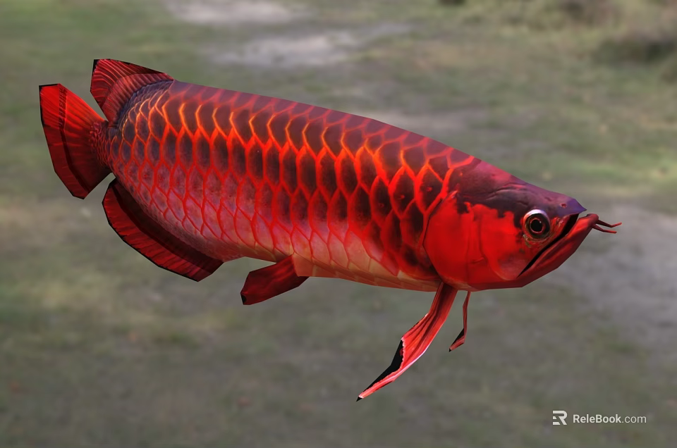 Close Up View Of Vibrant Red Arowana Fish With Shiny Scales As Aquatic Animal 3d model 
