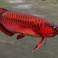 Close Up View Of Vibrant Red Arowana Fish With Shiny Scales As Aquatic Animal