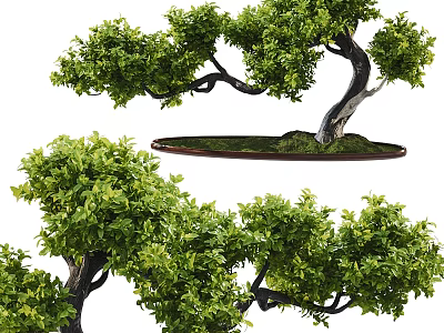 New Chinese Bonsai Landscape Green Planting Pine Tree Landscape Green Planting 3d model