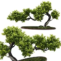 New Chinese Bonsai Landscape Green Planting Pine Tree Landscape Green Planting 3d model