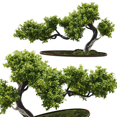 Bonsai Tree With Artistic Shape Lush Green Leaves Curved Trunk And Decorative Pot 3d model