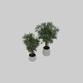 Decorative Plant Arrangement with Bamboo Plants in White Textured Pots for Indoor Home Decor