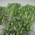 Lush Green Plants With Vibrant Leaves And Exposed Roots Growing Densely Together