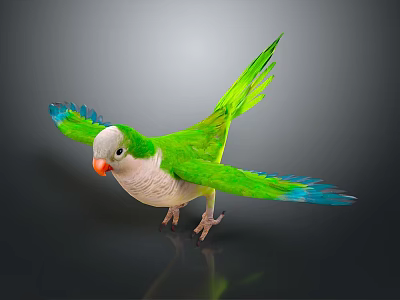 Vibrant Green And White Parrot With Blue Wings Orange Beak Spread Wings On Dark Background 3d model