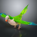 Vibrant Green And White Parrot With Blue Wings Orange Beak Spread Wings On Dark Background