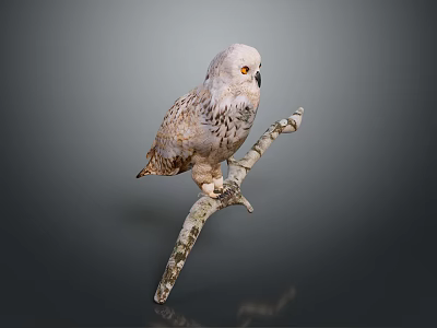 Snowy Owl With White And Brown Feathers Perched On Tree Branch Against Dark Background 3d model