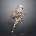 Snowy Owl With White And Brown Feathers Perched On Tree Branch Against Dark Background