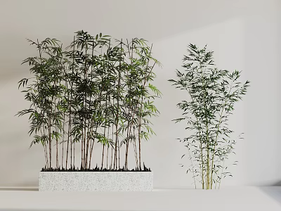 Bamboo Bonsai Potted Plants In White Container With Multiple Green Stems And Leaves 3d model