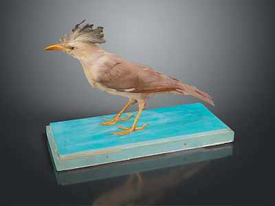 Taxidermy Bird With Crested Head And Light Brown Feathers Standing On Blue Base 3d model