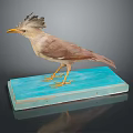 Taxidermy Bird With Crested Head And Light Brown Feathers Standing On Blue Base