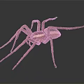 Brown Spider With Long Legs And Striped Body On Dark Background